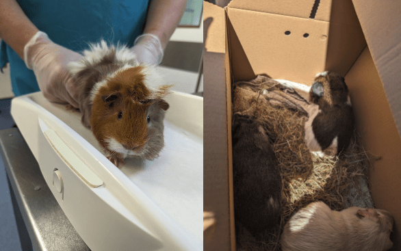 RSPCA issue appeal after 13 guinea pigs abandoned in Cardiff lane